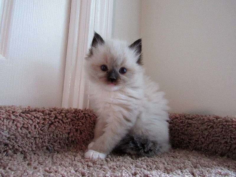 ragdoll, seal mitted male