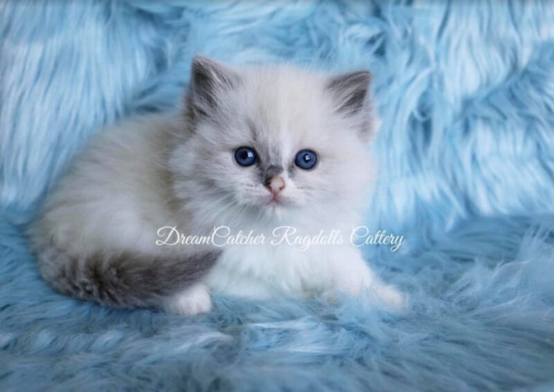 Daisy Female Blue BiColor Ragdoll kitten