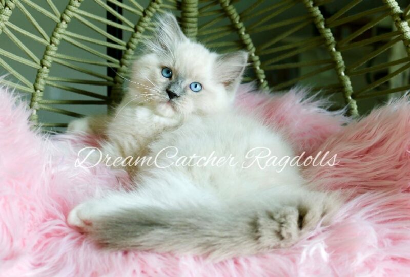 Bowser Male Blue Mitted Ragdoll kitten