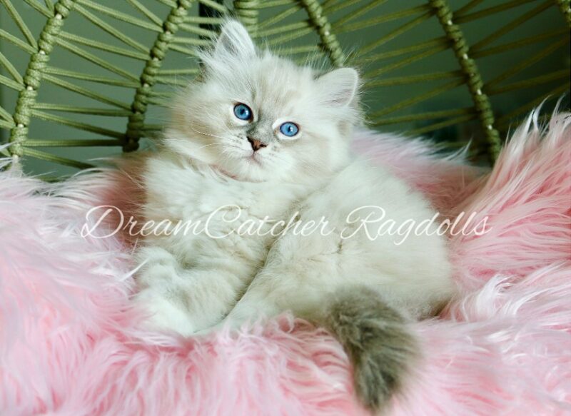 Kirby Female Blue Lynx Mitted Ragdoll kitten