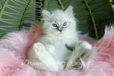 Link Male Blue Lynx Mitted Ragdoll kitten