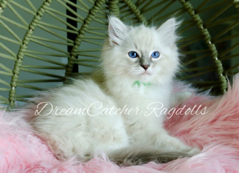 Yoshi Male Blue Lynx Mitted Ragdoll kitten