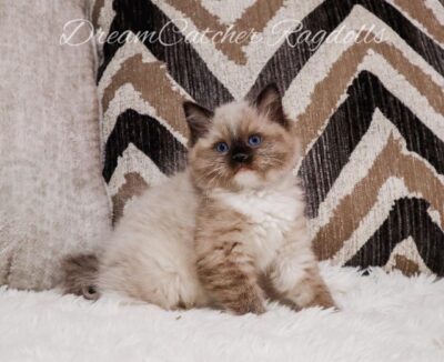 Available Ragdoll Kitten FL