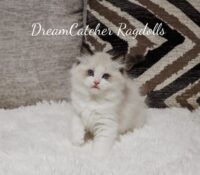 Available Ragdoll Kitten FL