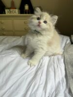 Available Ragdoll Kitten FL