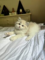 Available Ragdoll Kitten FL