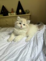 Available Ragdoll Kitten FL
