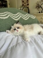 Available Ragdoll Kitten FL