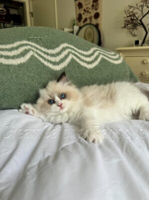 Available Ragdoll Kitten FL
