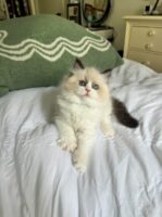 Available Ragdoll Kitten FL