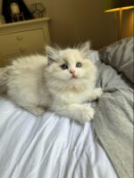 Available Ragdoll Kitten FL