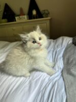 Available Ragdoll Kitten FL
