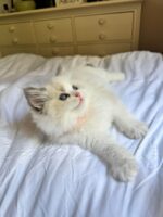 Available Ragdoll Kitten FL