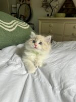 Available Ragdoll Kitten FL