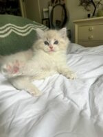 Available Ragdoll Kitten FL