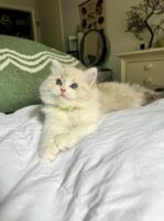 Available Ragdoll Kitten FL