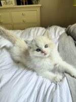 Available Ragdoll Kitten FL