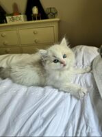 Available Ragdoll Kitten FL