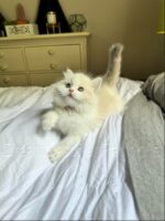 Available Ragdoll Kitten FL