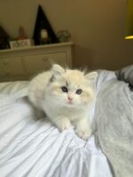 Available Ragdoll Kitten FL