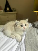Available Ragdoll Kitten FL