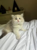 Available Ragdoll Kitten FL